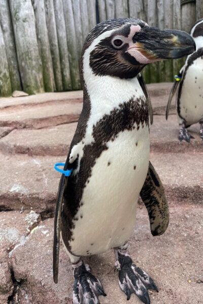 Penguin