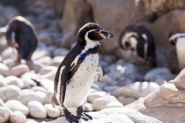 Humboldt penguin standing on stones